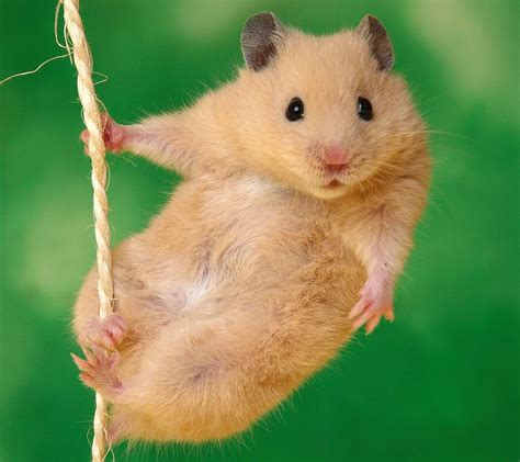 x hamster free pics|Hamster Photos, Download The BEST Free Hamster Stock。